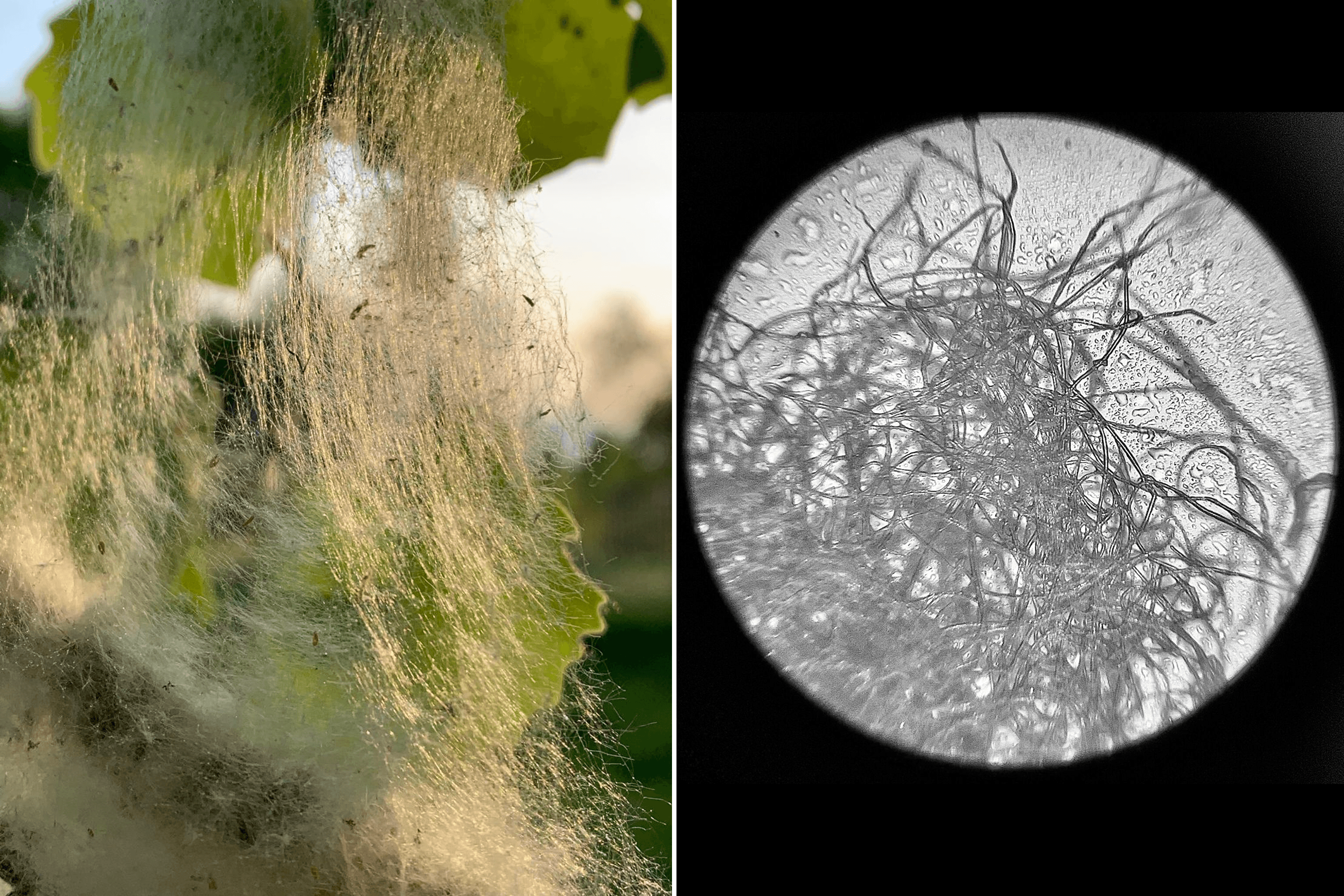 Cellulose fibers from leaves after extraction and fibrillation under a light microscope.