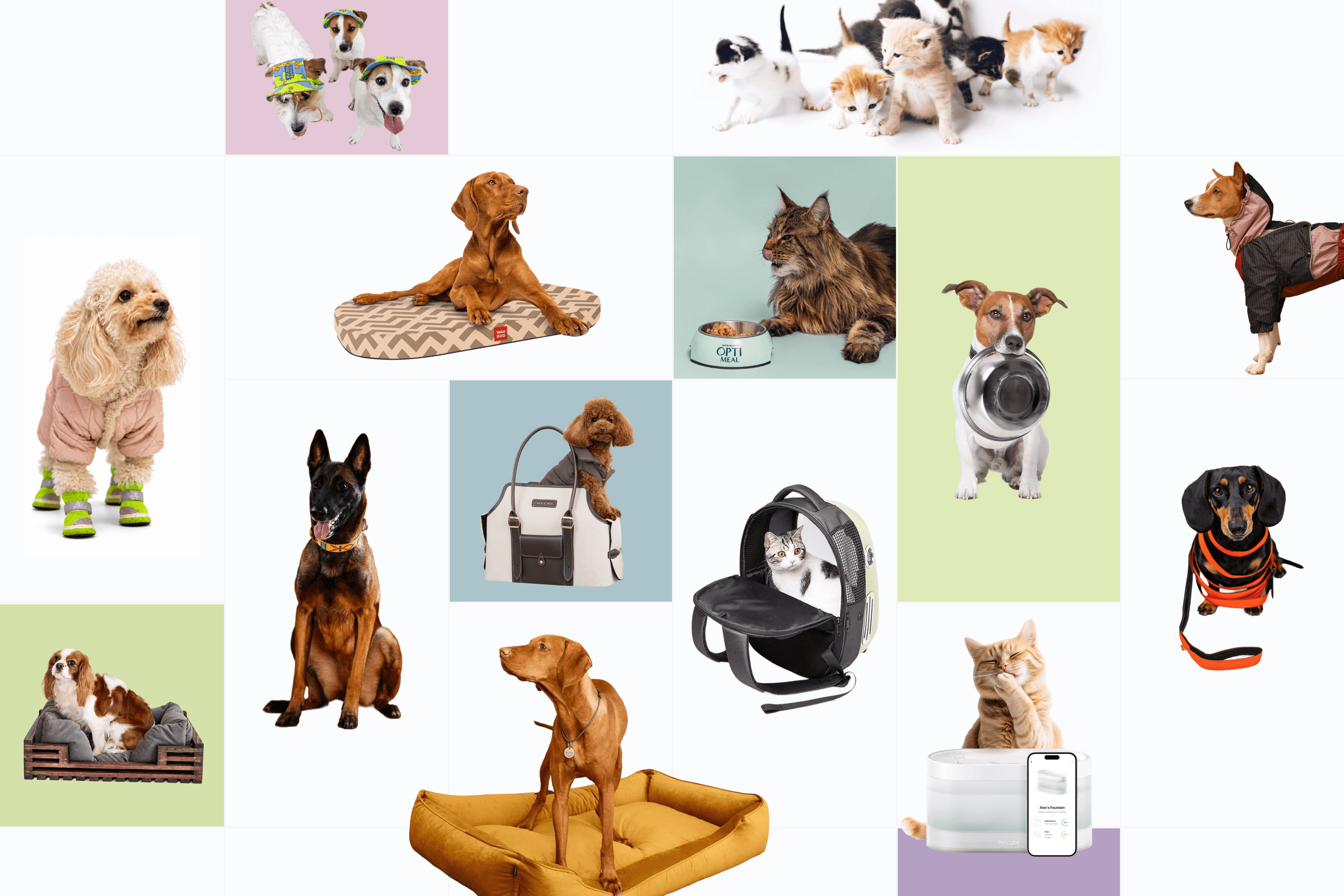 Looking for something for your pet? Here are 13 Ukrainian brands where you can buy everything from food to clothing. Some even have Halloween costumes
