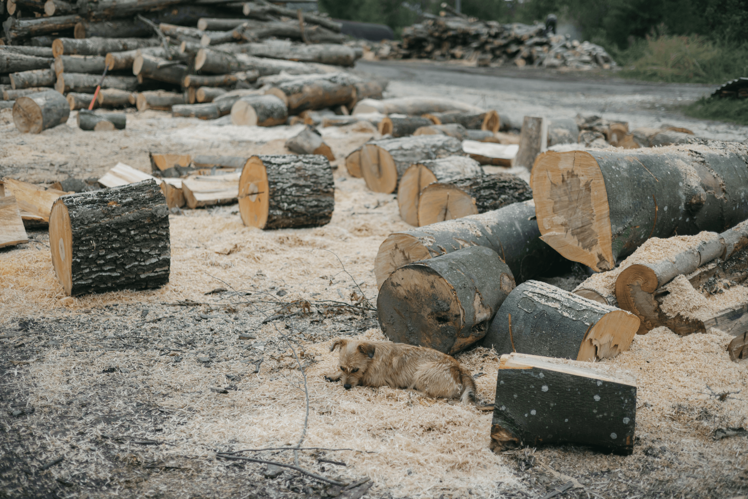 Firewood stacks used in the salt-boiling process.