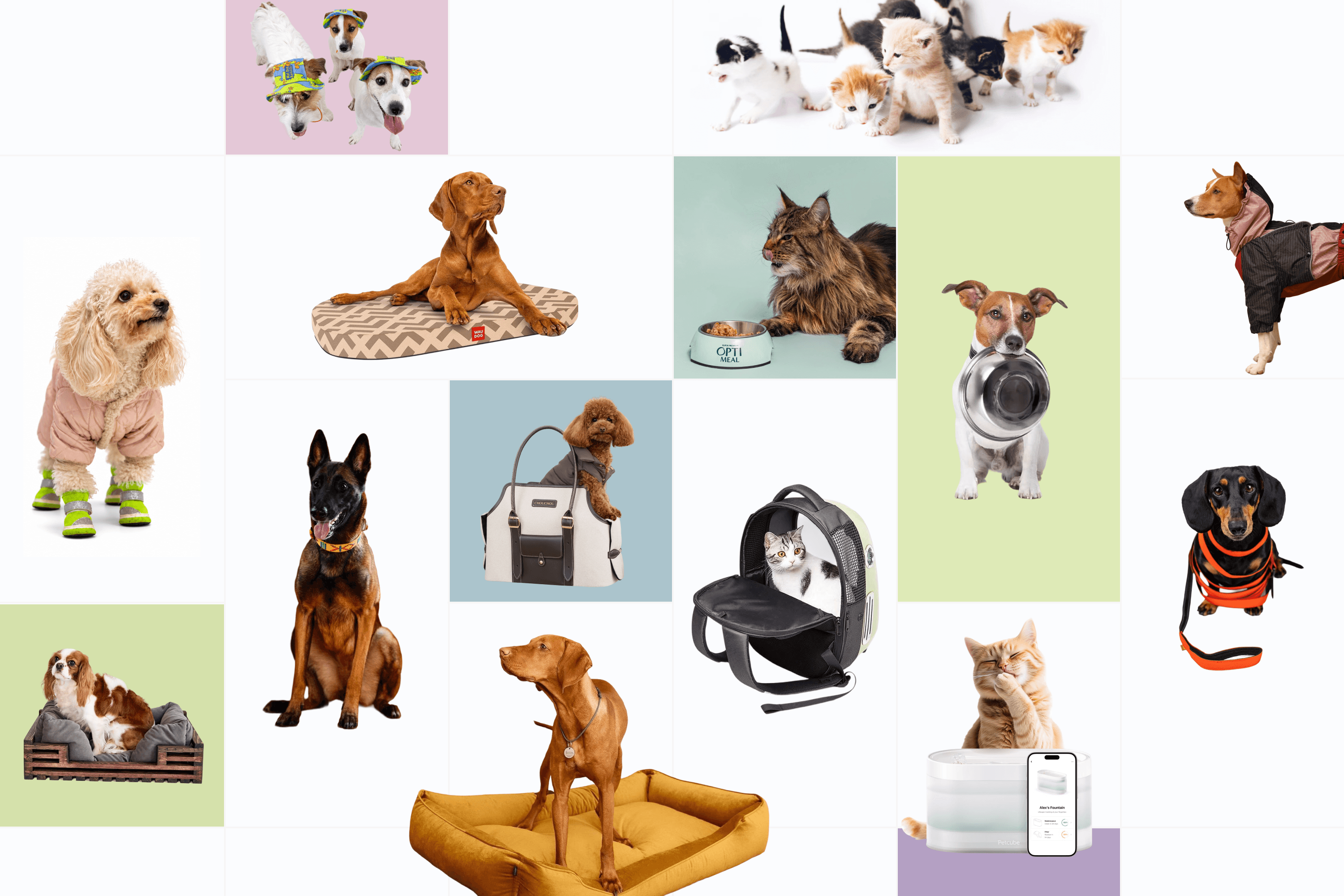 Looking for something for your pet? Here are 13 Ukrainian brands where you can buy everything from food to clothing. Some even have Halloween costumes