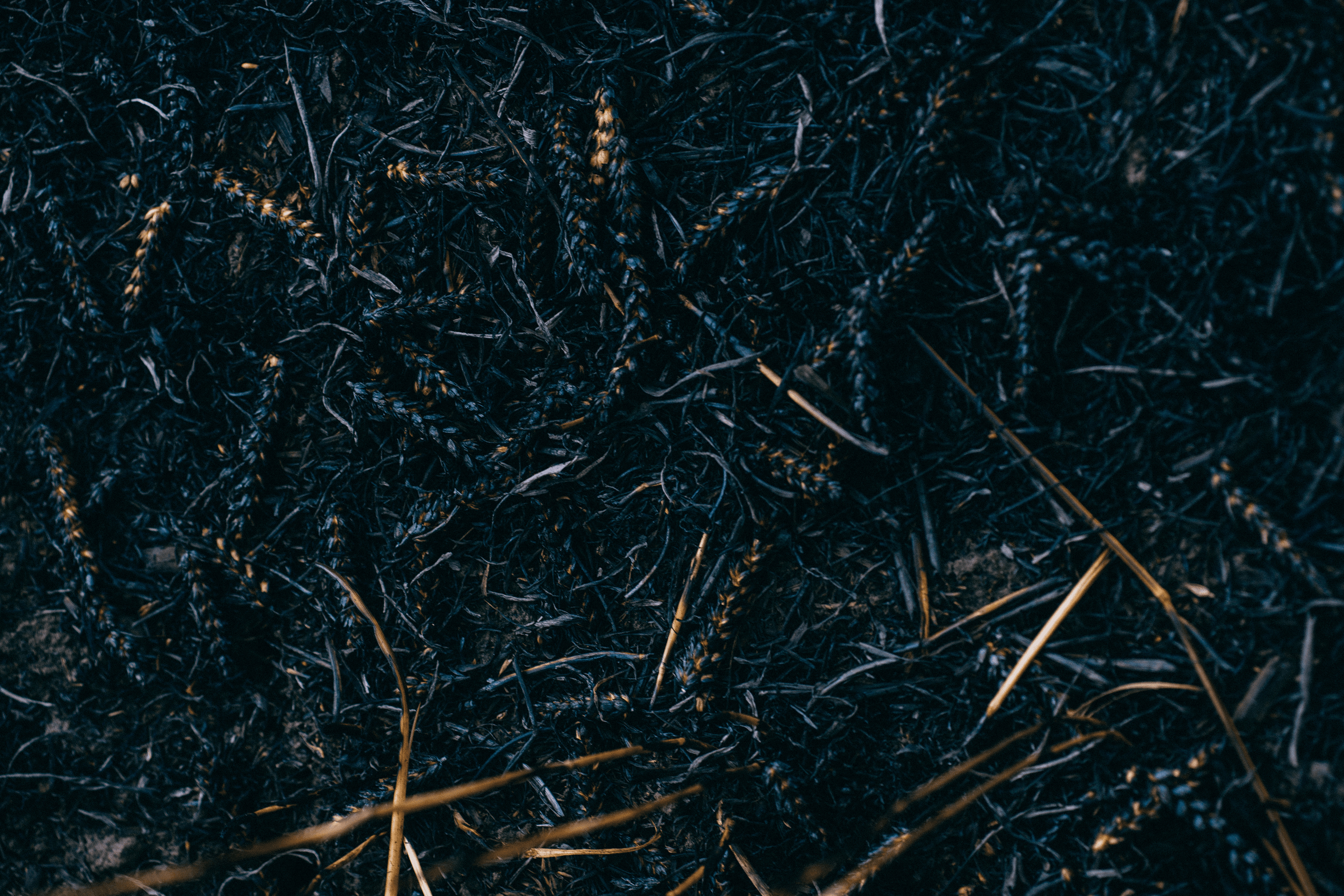 Burnt wheat field in Donetsk region. 23 July, 2022.