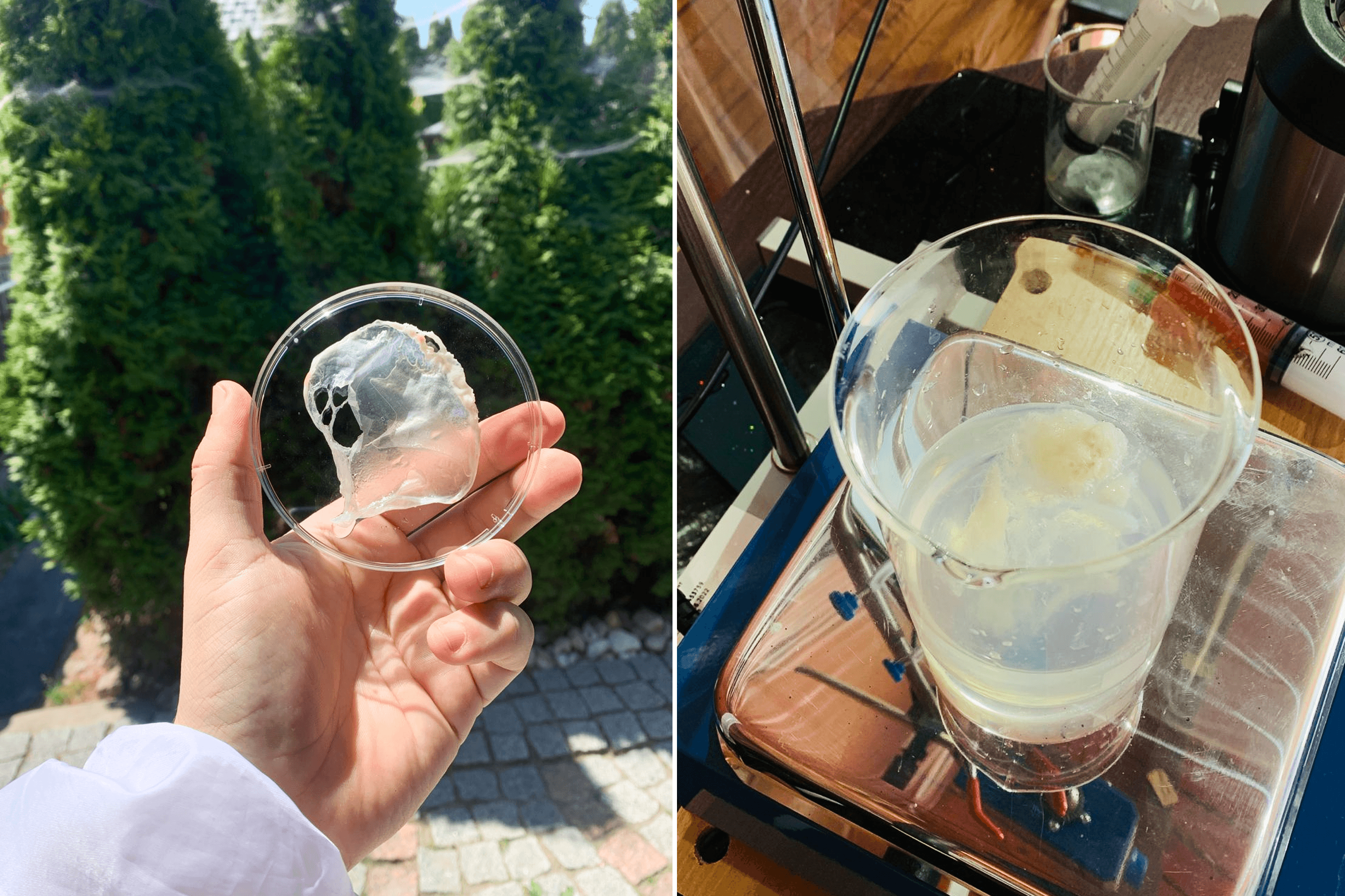 The first samples of viscose fiber and cellophane produced by Releaf Technology from cellulose extracted from fallen leaves collected in Kyiv.
